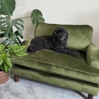 Dog Sofa Bed in Olive Green Velvet - Payton