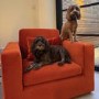 Dog Sofa Bed in Burnt Orange Velvet - Hudson 