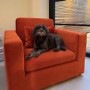 Dog Sofa Bed in Burnt Orange Velvet - Hudson 