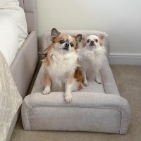 Small Dog Bed in Cream Textured Fabric with Washable Cover - Naomi